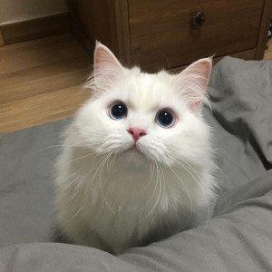 丝袜老女人性猛交视频
